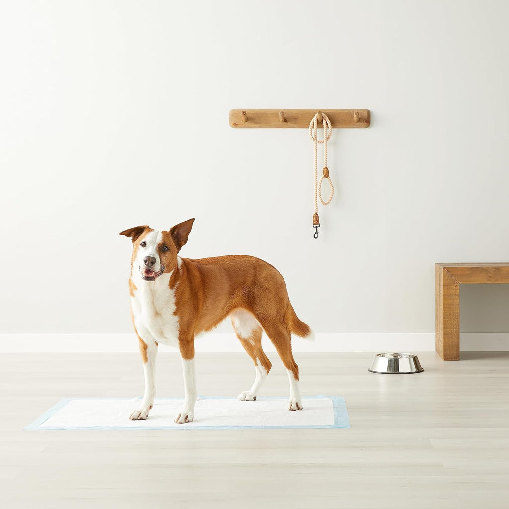 Amazon Basics Dog and Puppy Pee Pads, 5-Layer Leak-Proof Super Absorbent, Quick-Dry Surface, Potty Training, Regular (22x22"), 50 Count.